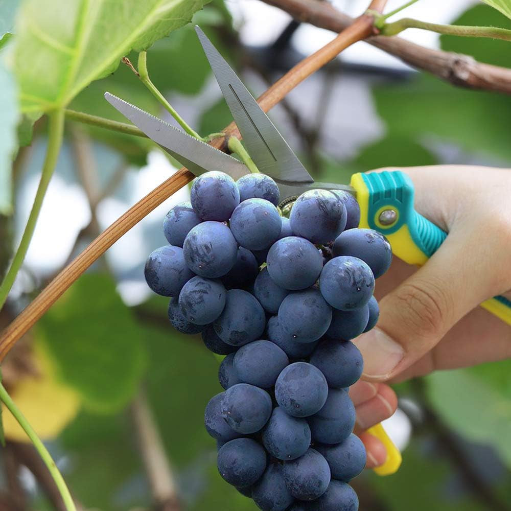 Pruning Scissors, Professional Garden Shears - Straight Stainless Steel Blades - Sharp Gardening Hand Pruner for Garden Harvesting Fruits, Vegetables, Trimming Flowers and Plants, 8.1IN